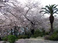 お林展望公園の桜